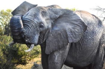 KwaMbili Ranger Report - An elephants built-in water tank